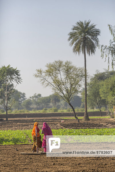 Frau  arbeiten  Beruf  Landwirtschaft  Feld  Rechen  Asien  Egge  Indien  Rajasthan