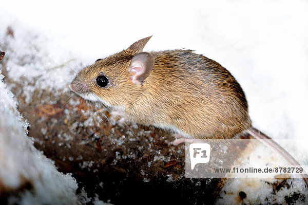 Field mouse, rodent, mice, mus musculus, little, unwanted, gray mouse, fur  animal, eat, winter, snow, mammals, rodents, animal, animals, Germany,  Europe
