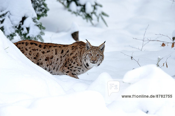 Wildkatze  Felis silvestris  Europa  Winter  Tier  Katze  Luchs  lynx lynx  Deutschland  Raubtier  Schnee