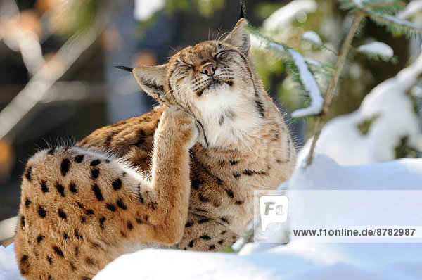Wildkatze  Felis silvestris  Europa  Tier  Katze  Luchs  lynx lynx  Deutschland  Raubtier  Schnee