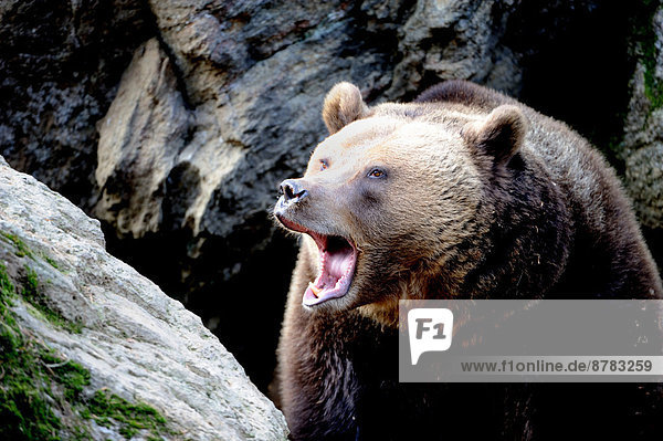 Brown bear  European bear  European brown bear  predator  Ursus arctos  bear  autumn  animal  animals  Germany  Europe