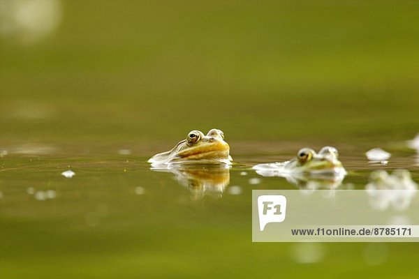 Froschpaarung im Wasser  Donaudelta  Rumänien