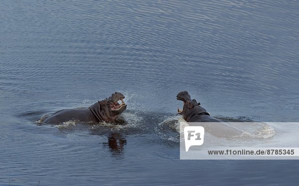 Kämpfende Flusspferde (Hippopotamus amphibius)