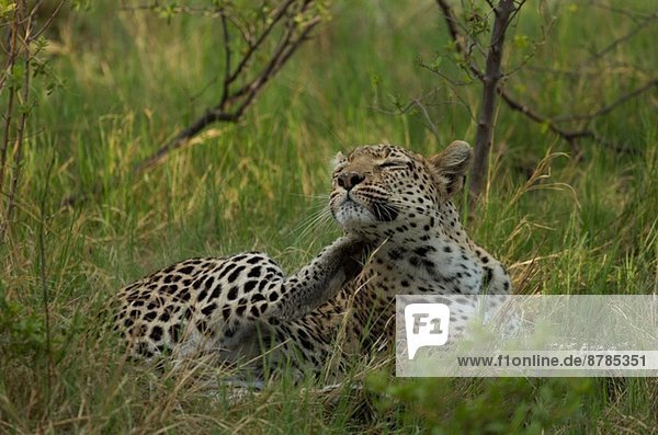 Entspannender Leopard (Panthera pardus)