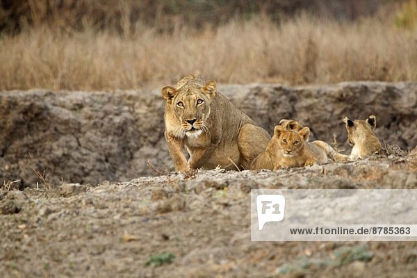 Schützende Löwin - panthera leo - entscheidet  ob sie aufladen soll