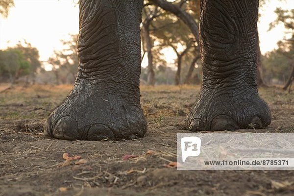 Afrikanischer Elefant - Loxodonta africana - Vorderpfoten