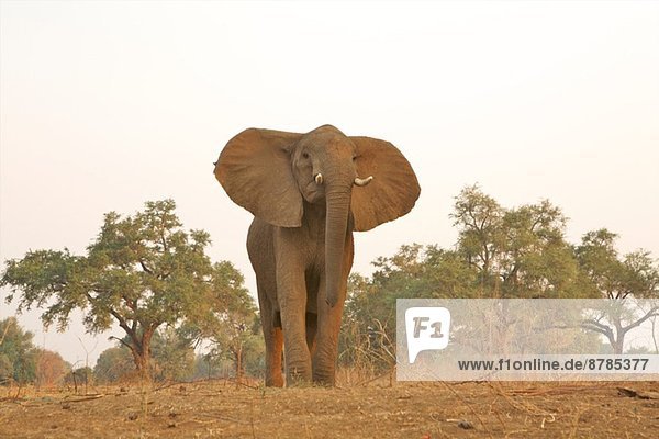 Afrikanischer Elefant - Loxodonta africana