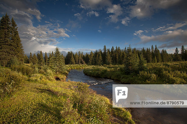 Landschaftlich schön  landschaftlich reizvoll  Wasser  Beleuchtung  Licht  Landschaft  Fluss  Bach  Nordamerika  Alberta  Kanada  Stimmung  Moor