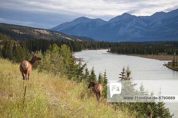 Nationalpark  Landschaftlich schön  landschaftlich reizvoll  Berg  Landschaft  Tier  Säugetier  Fluss  Nordamerika  Rocky Mountains  Jasper Nationalpark  Alberta  Kanada