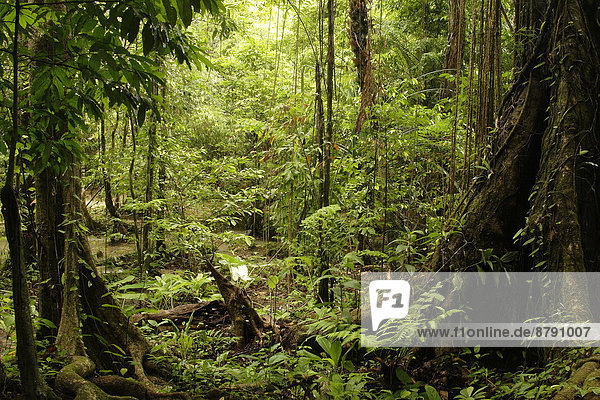 Nationalpark Landschaftlich schön landschaftlich reizvoll Tropisch Tropen subtropisch bedecken Botanik Regenwald Wald Natur Pflanze Holz Asien überwachsen Thailand