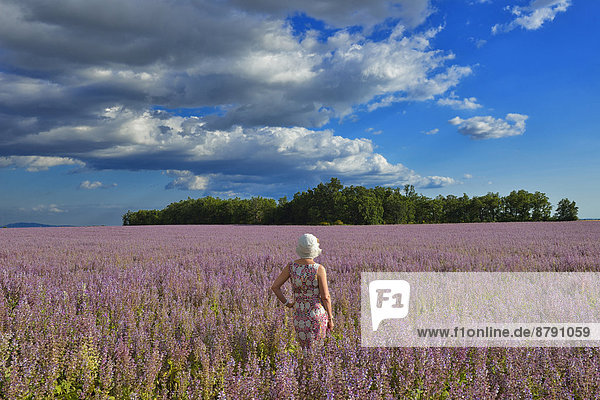 Frankreich  Frau  Blume  französisch  Sommer  Landschaft  blühen  Feld  Provence - Alpes-Cote d Azur
