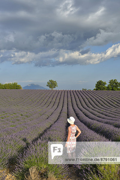 Hochformat  Frankreich  Europa  Frau  Blume  französisch  Landschaft  Hut  Feld  Provence - Alpes-Cote d Azur  Boom  Lavendel