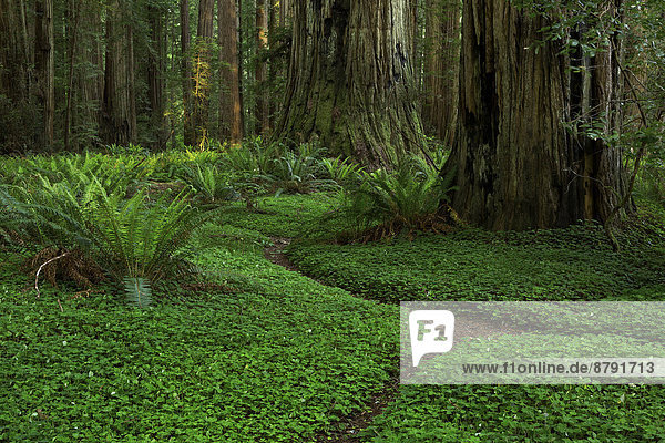 Vereinigte Staaten von Amerika USA Nationalpark State Park Provincial Park Laubwald Amerika Sonnenuntergang folgen Baum Beleuchtung Licht Weg Dunst grün Wald Landschaftlich schön landschaftlich reizvoll Farn Nebel Holz ungestüm wandern rot Kalifornien Botanik Sequoia