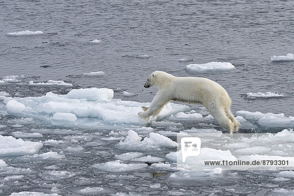 Springender Eisbär (Ursus maritimus) auf dem Packeis  Insel Spitzbergen  Inselgruppe Spitzbergen  Svalbard und Jan Mayen  Norwegen