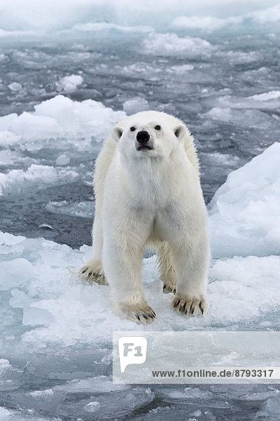 Eisbär (Ursus maritimus) auf dem Packeis  witternd  Insel Spitzbergen  Inselgruppe Spitzbergen  Svalbard und Jan Mayen  Norwegen