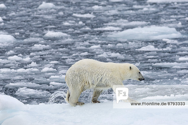Nasser Eisbär (Ursus maritimus) auf dem Packeis  Wasser abschüttelnd  Insel Spitzbergen  Inselgruppe Spitzbergen  Svalbard und Jan Mayen  Norwegen