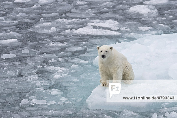 Junger Eisbär (Ursus maritimus) auf dem Packeis am Rand einer Eisscholle sitzend  Insel Spitzbergen  Inselgruppe Spitzbergen  Svalbard und Jan Mayen  Norwegen