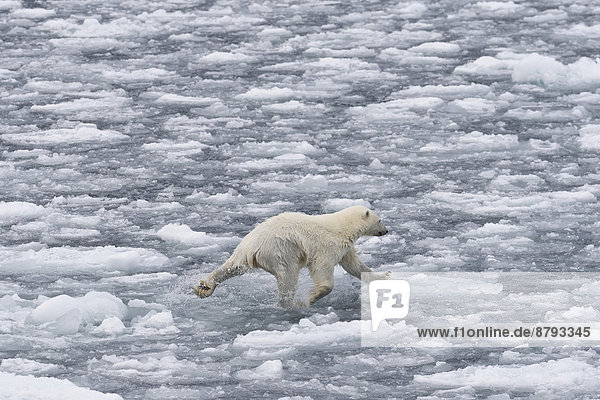 Eisbär (Ursus maritimus) im Packeis über Eisschollen balancierend  Insel Spitzbergen  Inselgruppe Spitzbergen  Svalbard und Jan Mayen  Norwegen