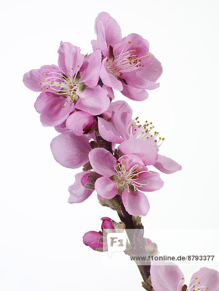 Blüten der Zwergnektarine (Prunus persica var. nucipersica)