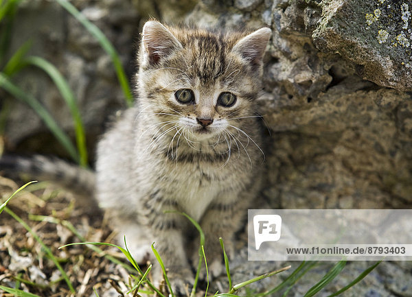 Tabby kitten sitting next to a wall  Germany