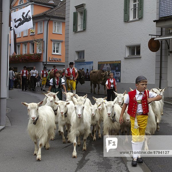 Europe  Switzerland  Appenzell Innerrhoden Canton  Appenzell city  High street  mountain pasture coming back                                                                                            