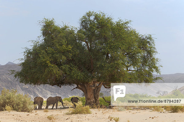 Afrikanische Wüsten-Elefanten (Loxodonta africana)  Hoanib Flussbett  Damaraland  Namibia