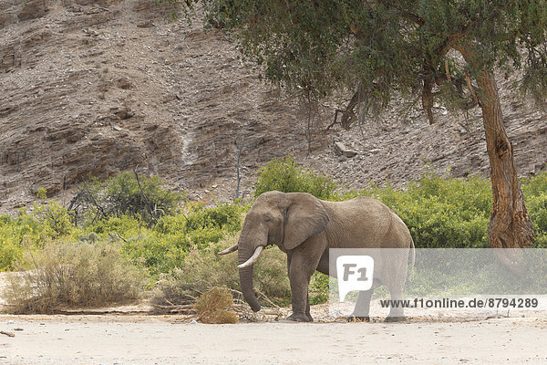 Afrikanischer Wüsten-Elefant (Loxodonta africana) im trockenen Flussbett Hoanib  Damaraland  Namibia