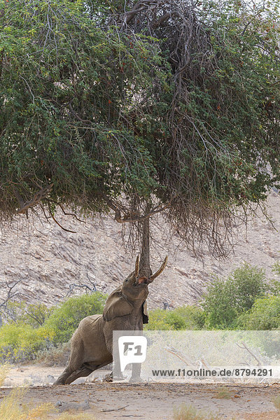 Afrikanischer Wüsten-Elefant (Loxodonta africana) Bulle  streckt Rüssel um die Äste eines Baumes zu erreichen  Hoanib Flussbett  Damaraland  Namibia