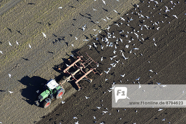 Aerial view  farmer harrowing a field with a tractor  surrounded by foraging gulls  Buxtehude  Lower Saxony  Germany