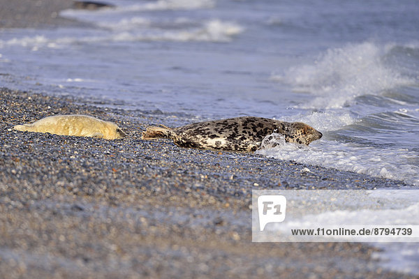 Kegelrobbe Halichoerus grypus Strand Düne Welpe Mutter - Mensch Deutschland Schleswig Holstein