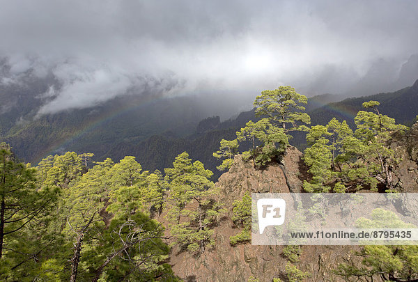 Bewaldete Hügel  Nationalpark Caldera de Taburiente  La Palma  Kanarische Inseln  Spanien Caldera de Taburiente Nationalpark