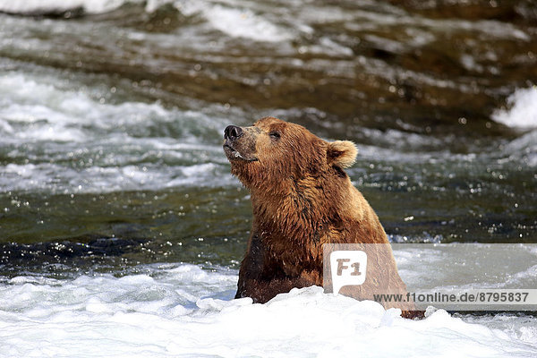 Grizzlybär (Ursus arctos horribilis)  adult  im Wasser auf Nahrungssuche  Brooks River  Katmai-Nationalpark  Alaska  USA