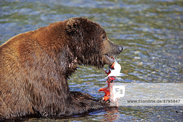 Grizzlybär (Ursus arctos horribilis)  adult  fressend im Wasser  Brooks River  Katmai-Nationalpark  Alaska  USA