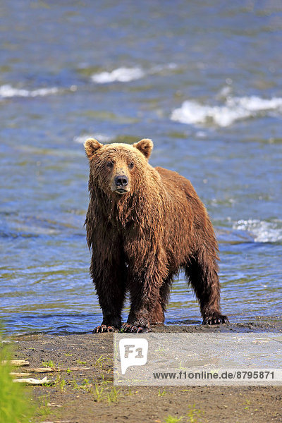 Grizzlybär (Ursus arctos horribilis)  adult  am Wasser  Bookes River  Katmai-Nationalpark  Alaska  USA