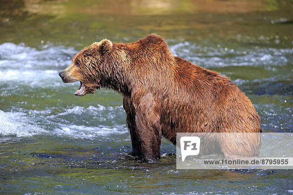 Grizzlybär (Ursus arctos horribilis)  adult  im Wasser  gähnend  Brooks River  Katmai-Nationalpark  Alaska  USA