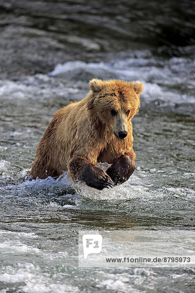 Grizzlybär (Ursus arctos horribilis)  adult  jagt im Wasser  Brooks River  Katmai-Nationalpark  Alaska  USA