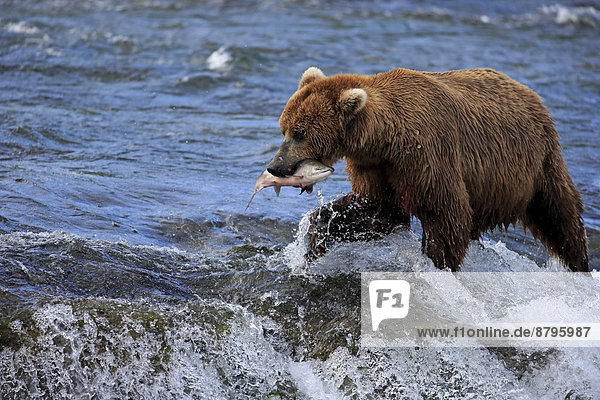 Grizzlybär (Ursus arctos horribilis)  adult  im Wasser mit erbeutetem Lachs  Brooks River  Katmai-Nationalpark  Alaska  USA
