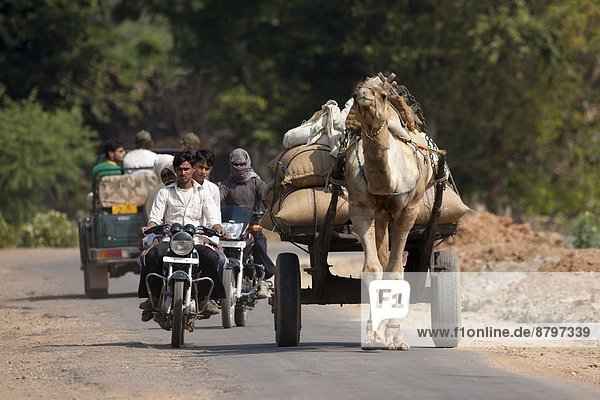 Mann  Fuhrwerk  Indianer  Motorrad  Kamel  Rajasthan