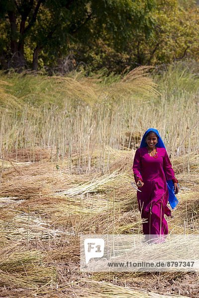 Indian woman agricultural worker at farm at Sawai Madhopur near Ranthambore in Rajasthan  Northern India