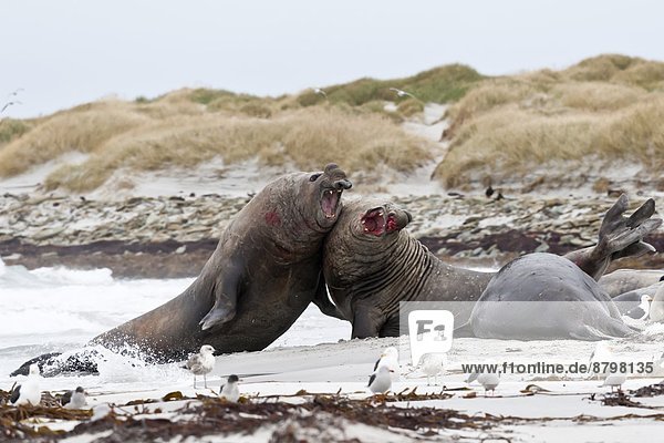 Bulle Stier Stiere Bullen Dominanz Schlacht 2 Südlicher Seeelefant Mirounga leonina blutig Falklandinseln Südamerika