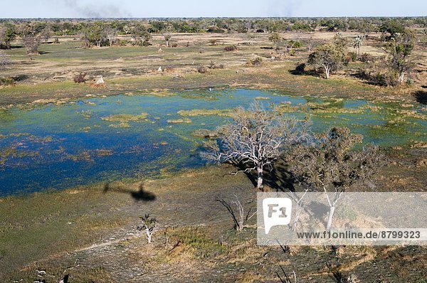 Luftbild des Okavango Delta  Botswana  Afrika
