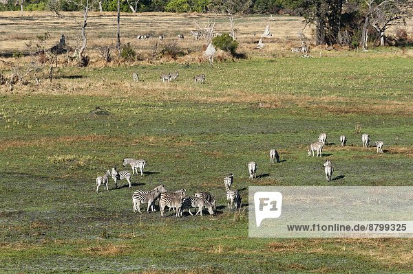 Aerial view of plains zebras (Equus quagga)  Okavango Delta  Botswana  Africa .