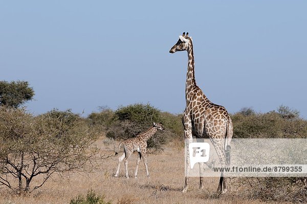 Southern giraffe (Giraffa camelopardalis)  Mashatu Game Reserve  Botswana  Africa