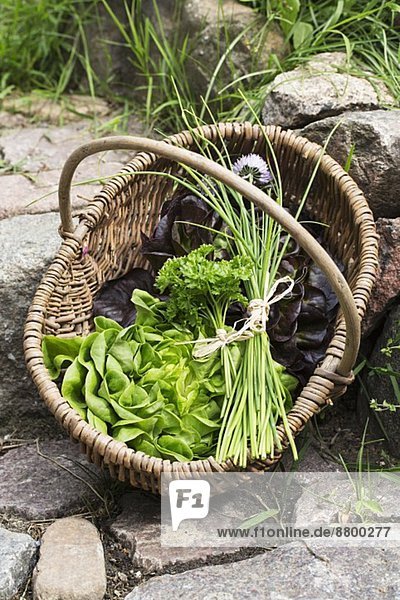 Lettuce  chives and parsley in a basket on a stone path