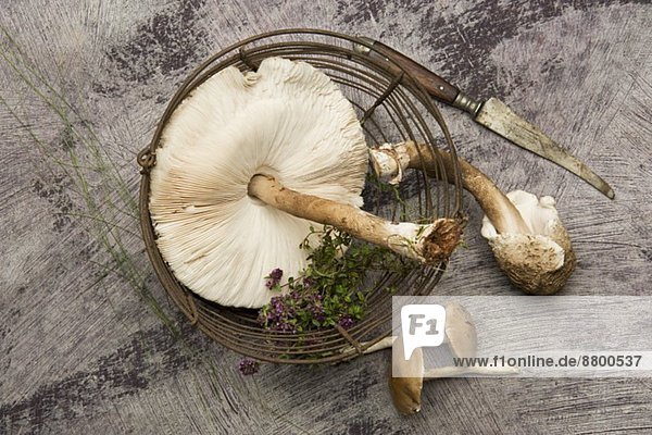 Frische Parasole und Majoran