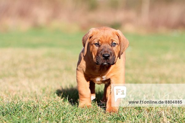 Mastiff best sale tosa inu