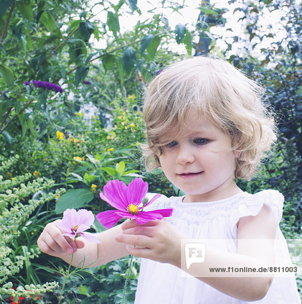 Kleines Mädchen pflückt Blumen