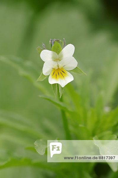 Acker-Stiefmütterchen (Viola arvensis) Blüte Nordrhein-Westfalen Deutschland