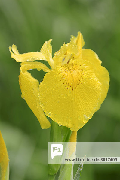 Sumpf-Schwertlilie Wasser-Schwertlilie Gelbe Schwertlilie (Iris pseudacorus) Blüte Nordrhein-Westfalen Deutschland