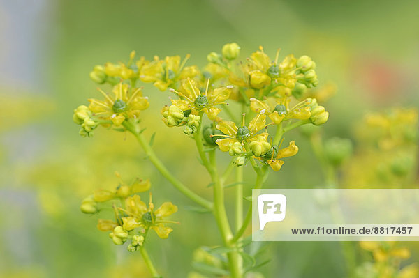 Weinraute Gartenraute oder Kreuzraute (Ruta graveolens) Blütenstand